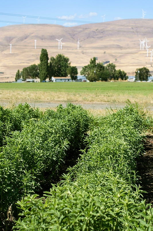 Fields of Lemon Balm 