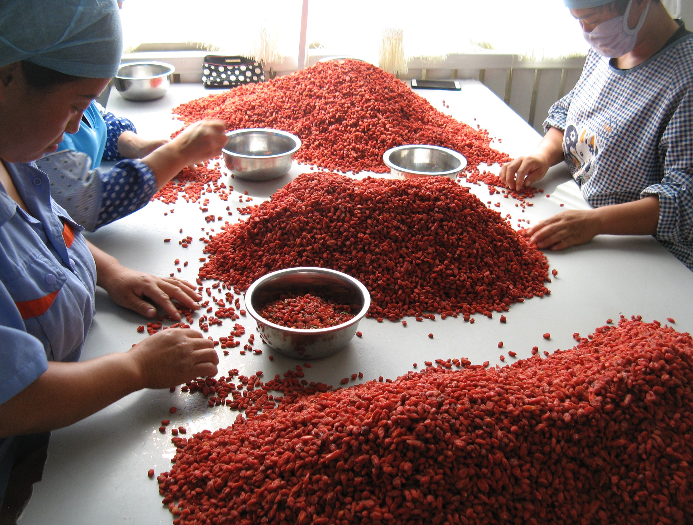 Lycii berries being hand sorted by workers sitting at a table in China