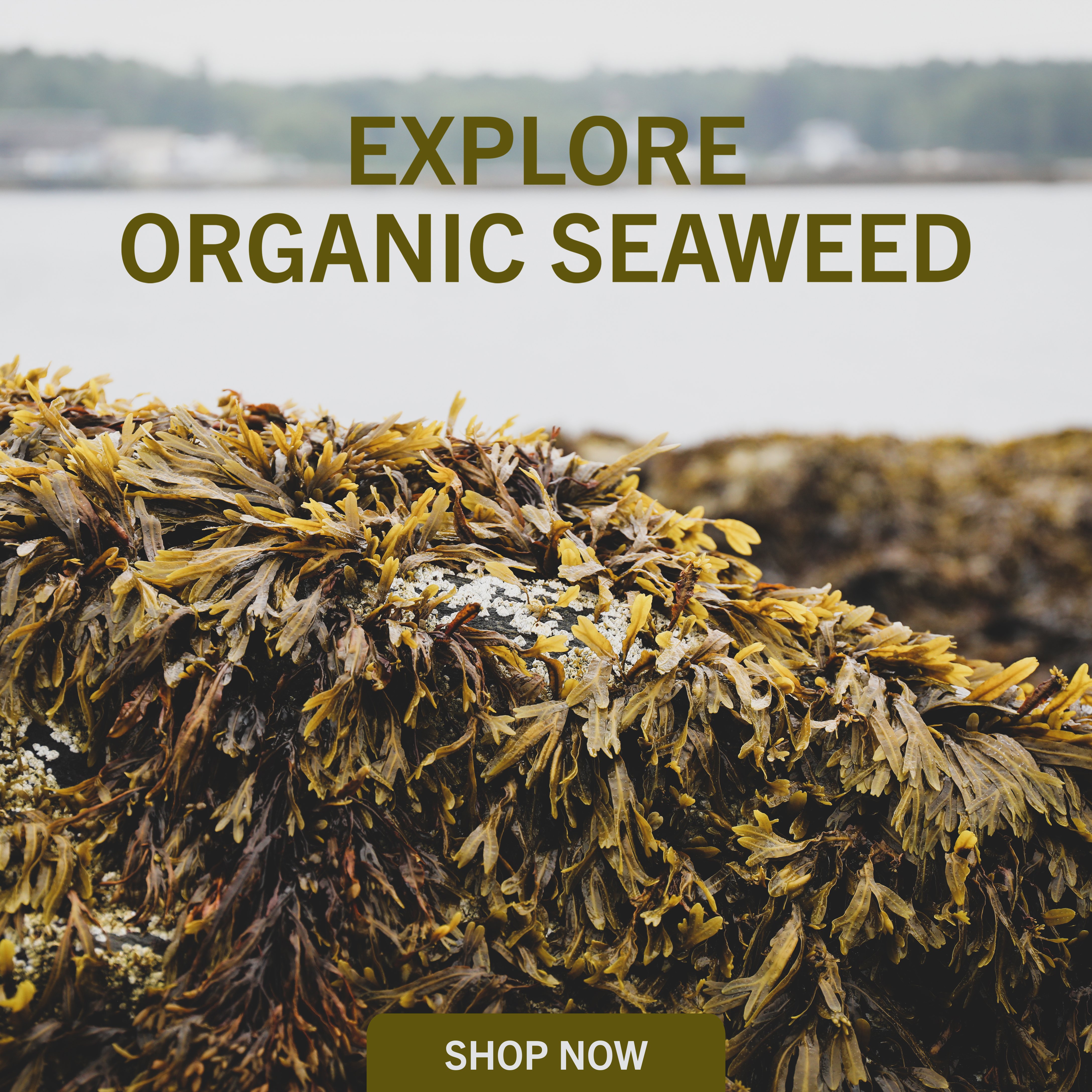 Explore Organic Seaweed