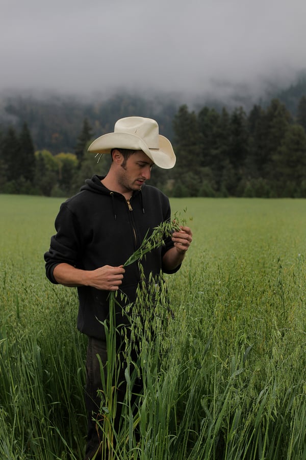 Farmer with milky oat tops