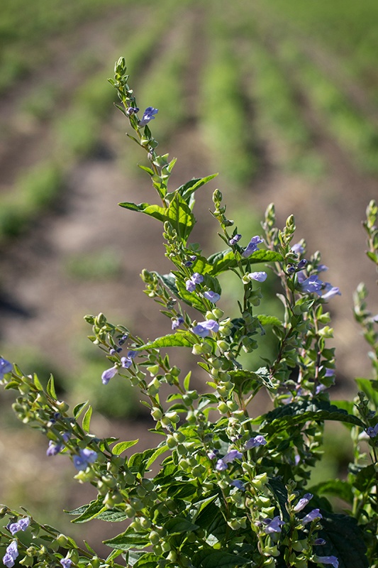 Organic skullcap in bloom with purple flowers