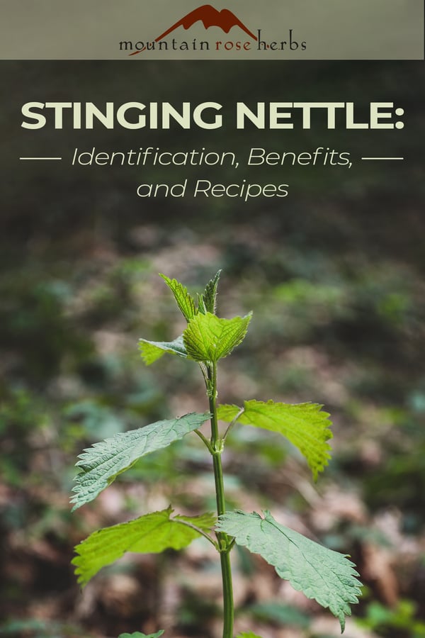 Pinterest image of fresh nettle plant