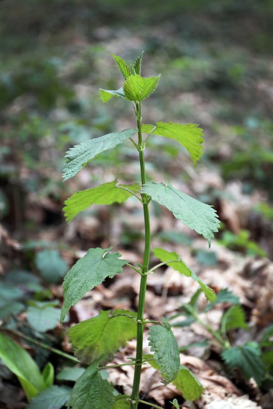 Stinging nettle plant with large leaves in the woods