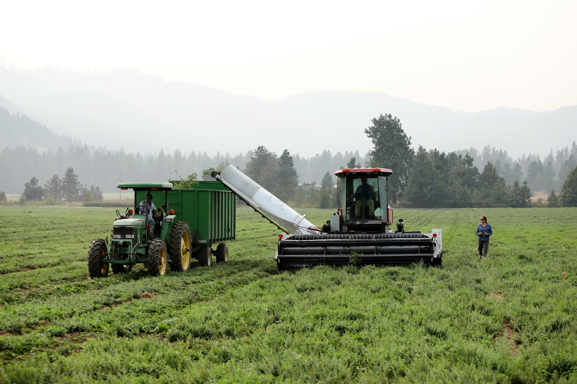 Organic nettles are harvested by combine and collected in tractor-pulled trailer while farmer looks on.