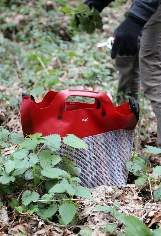 Clipping the tops of stinging nettle to put into a mesh bag in the woods