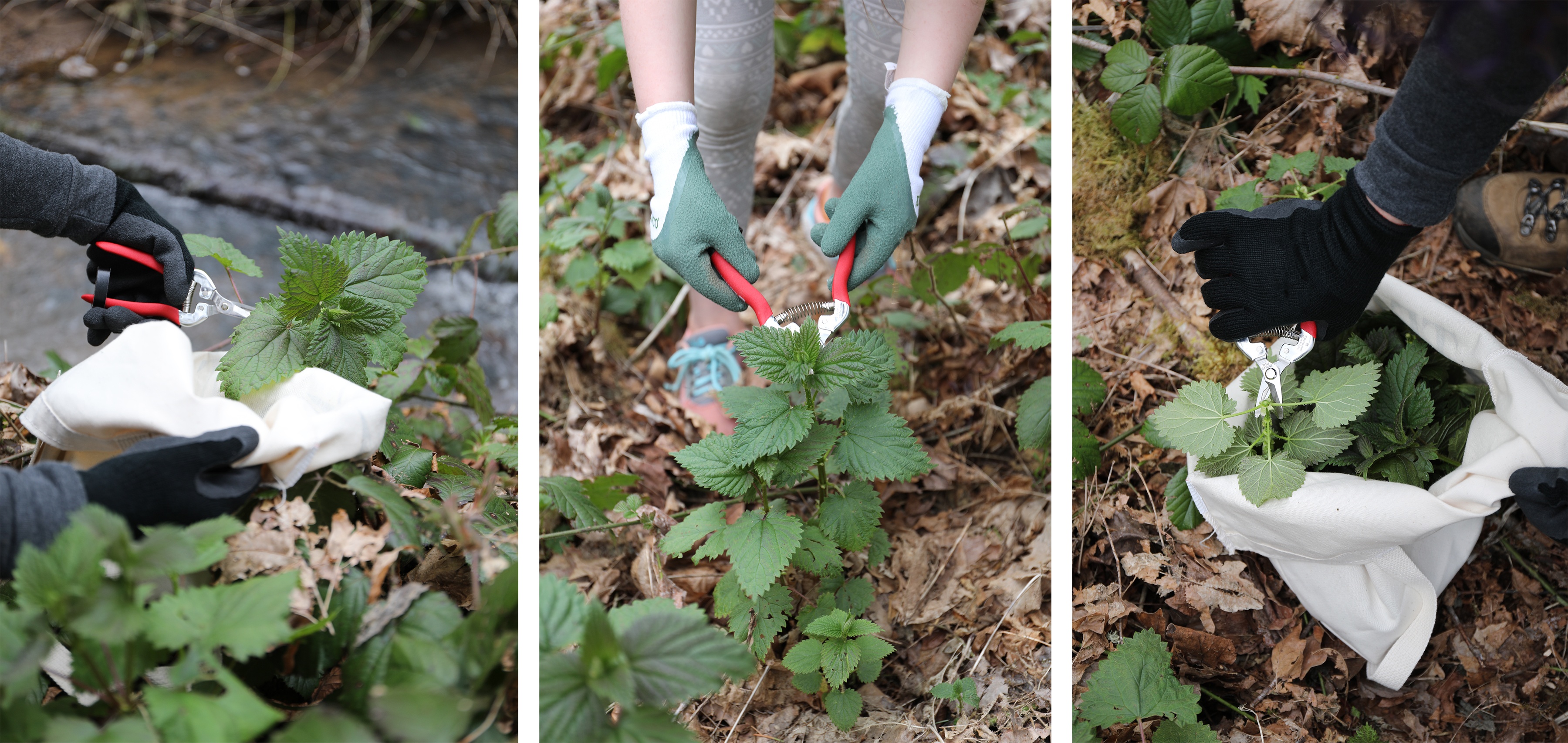 Three images of people wearing gloves harvesting stinging nettles in the wild with garden clippers