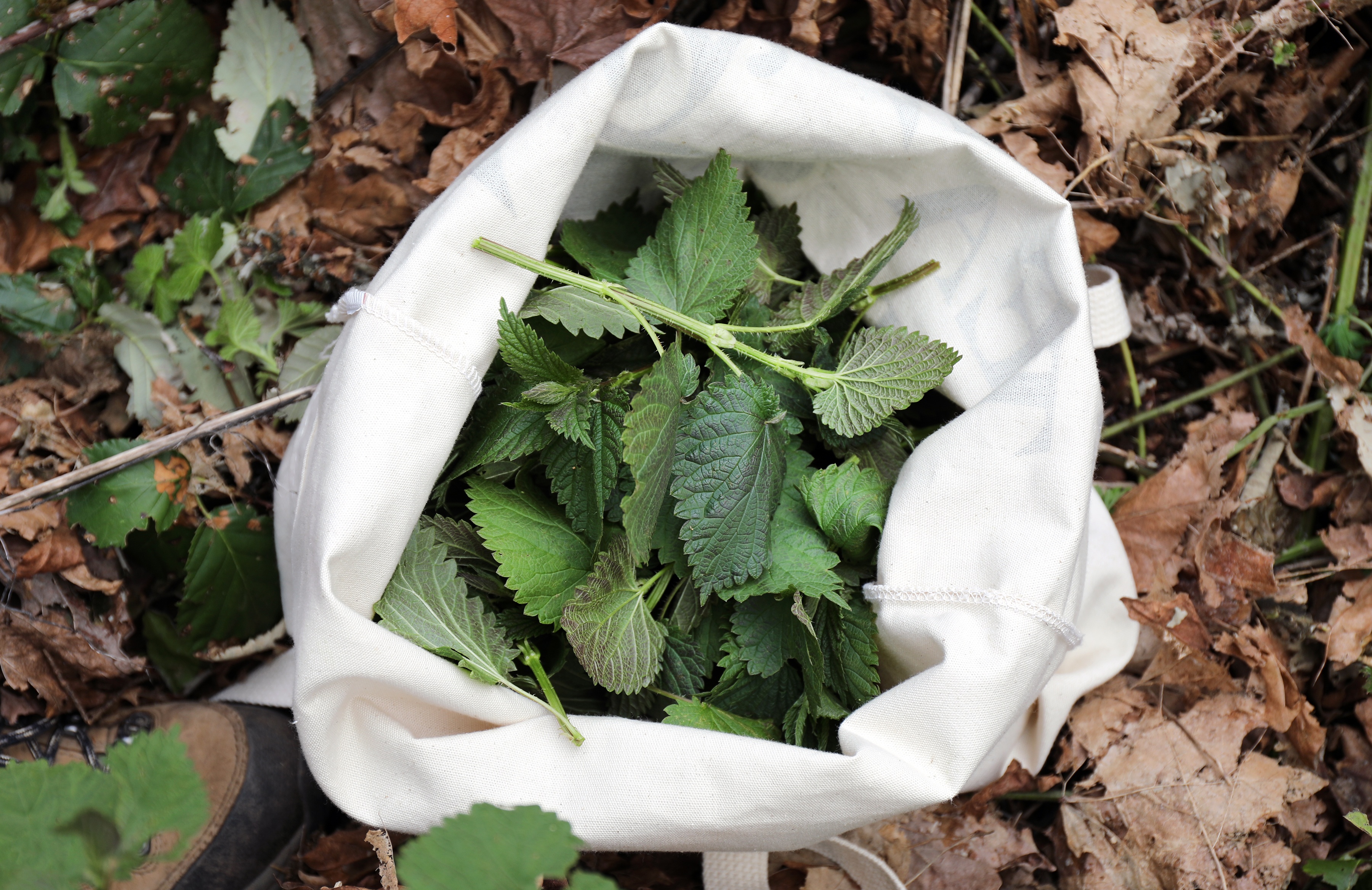 How To Harvest Nettle Without Getting Stung