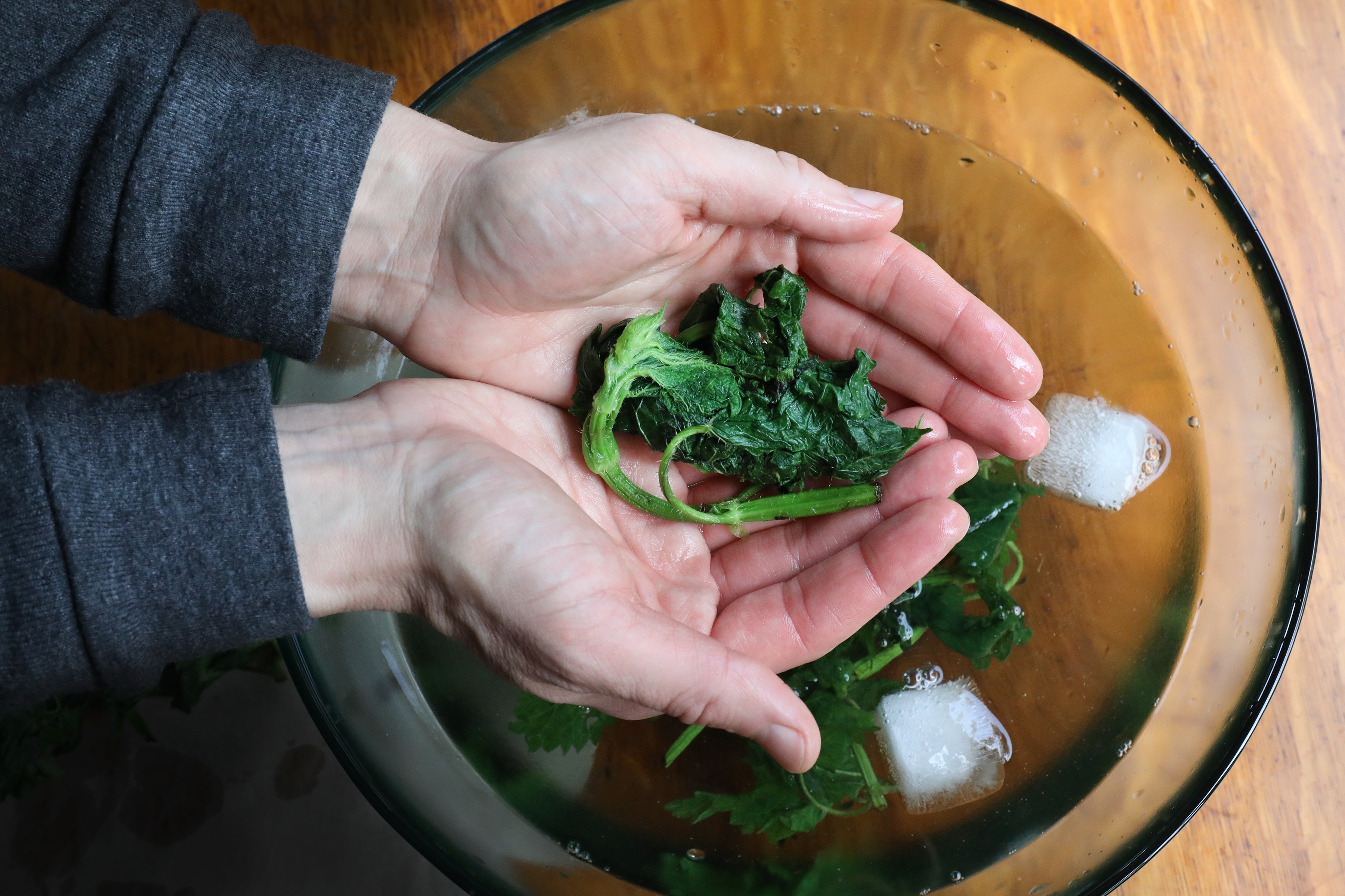 Hands holding nettle leaf in glass bowl with ice cubes after nettle blanching