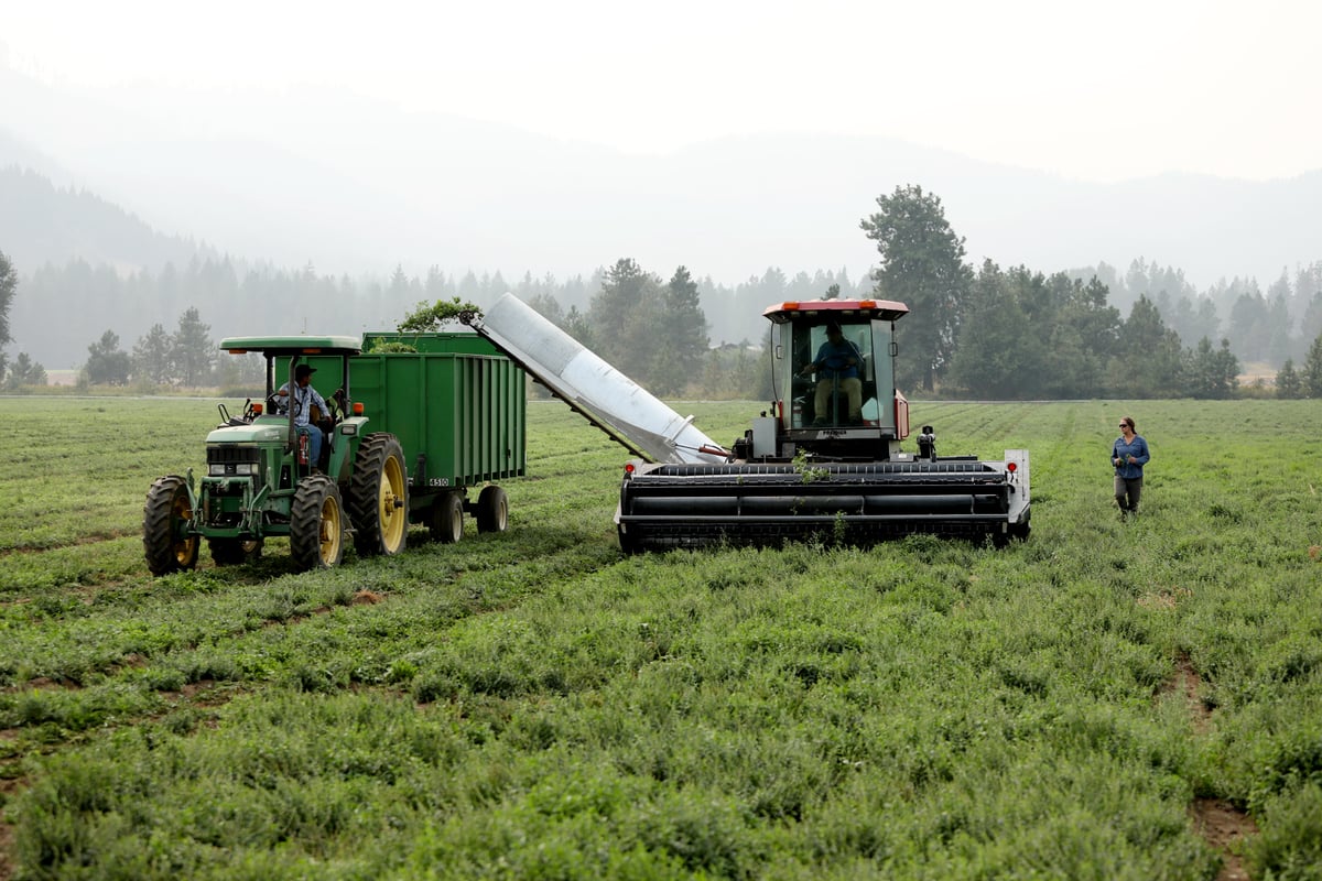 Organic farmers bringing in an herb harvest using a harvester and a trailer pulled by a tractor.