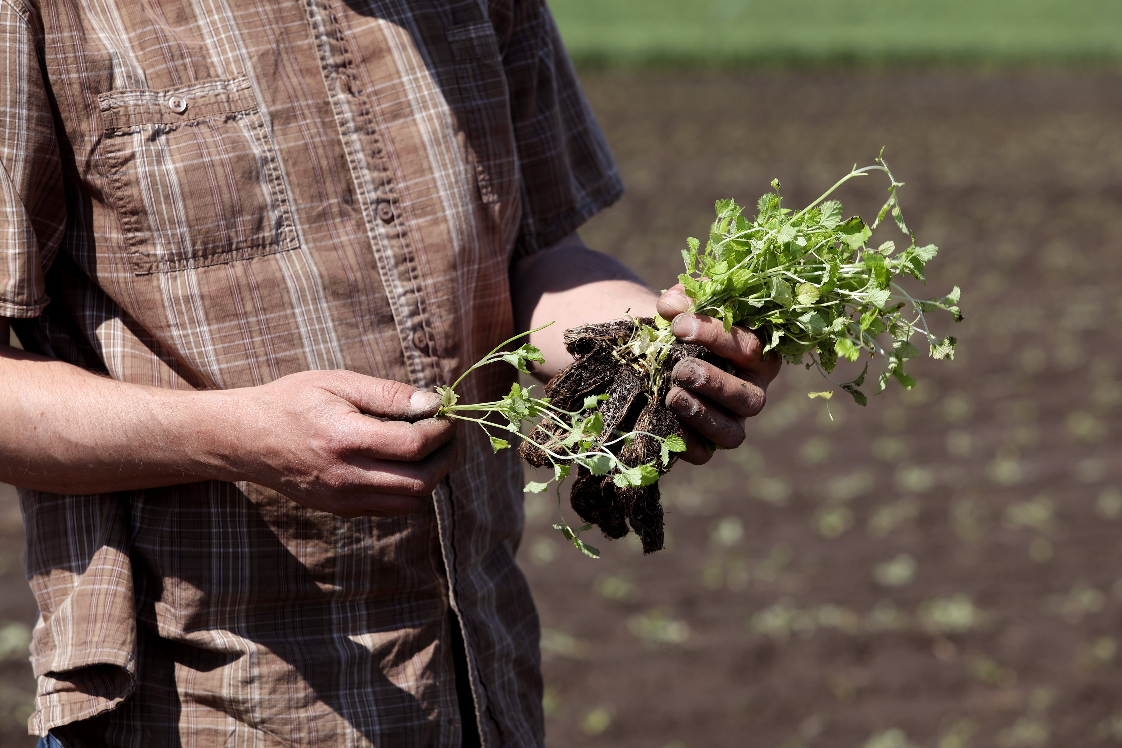 Rustic farm hands holding a living plant with soil still attached. 