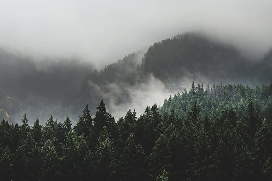 Beautiful forested hills of the Pacific Northwest