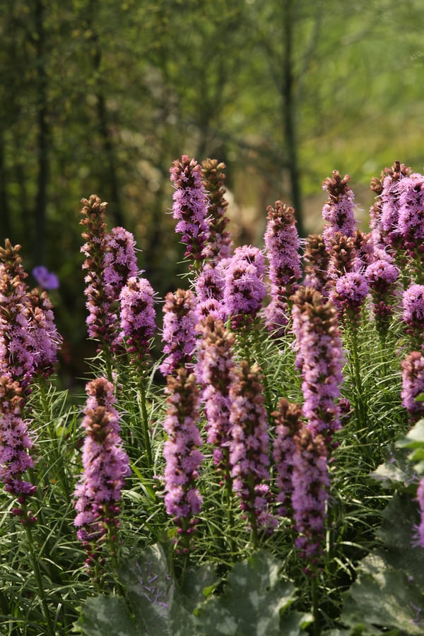 Purple flowering herbs