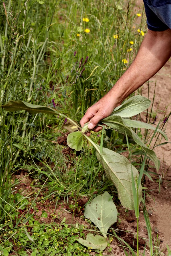 Hand pulling root from ground. 