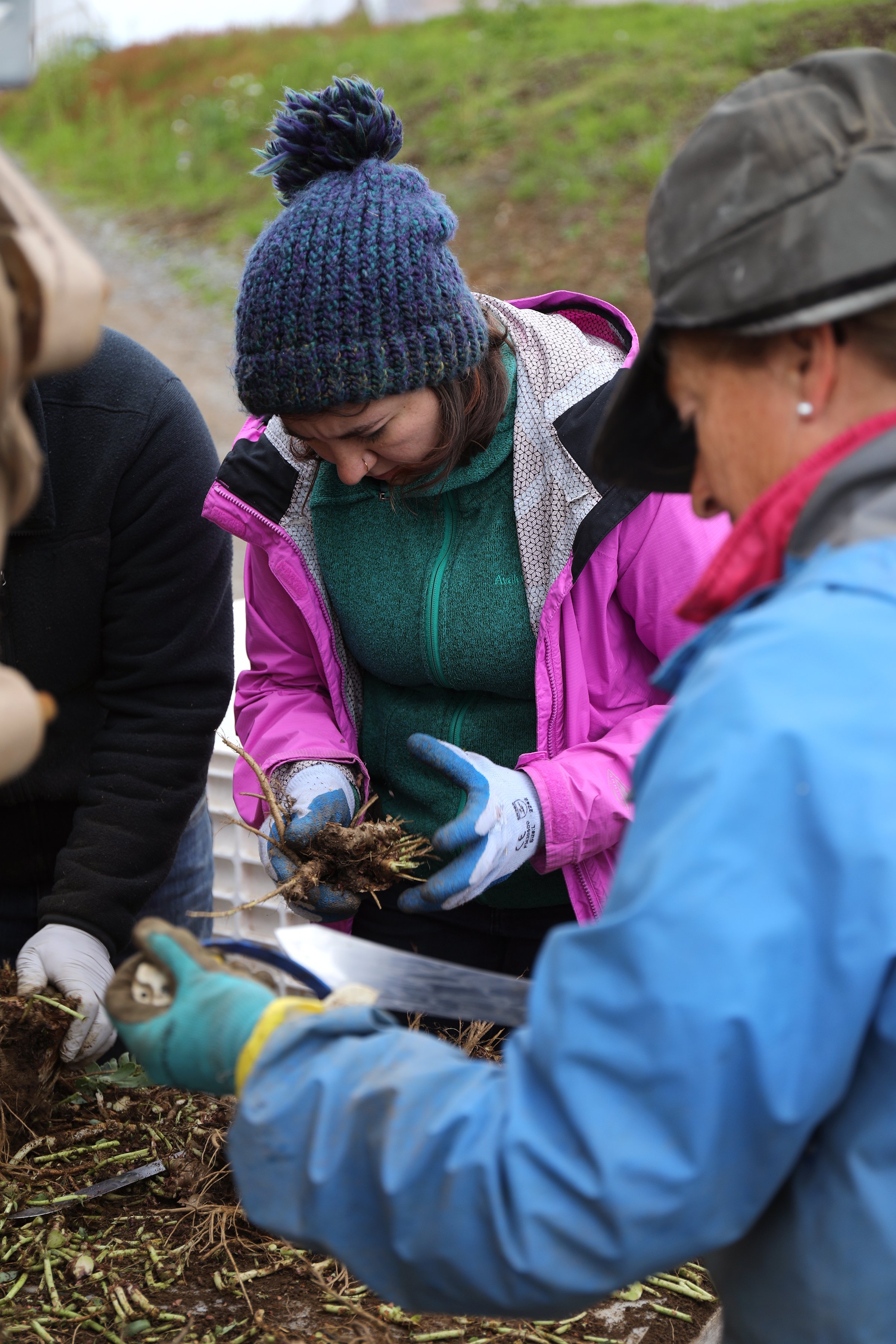 Woman inspecting roots