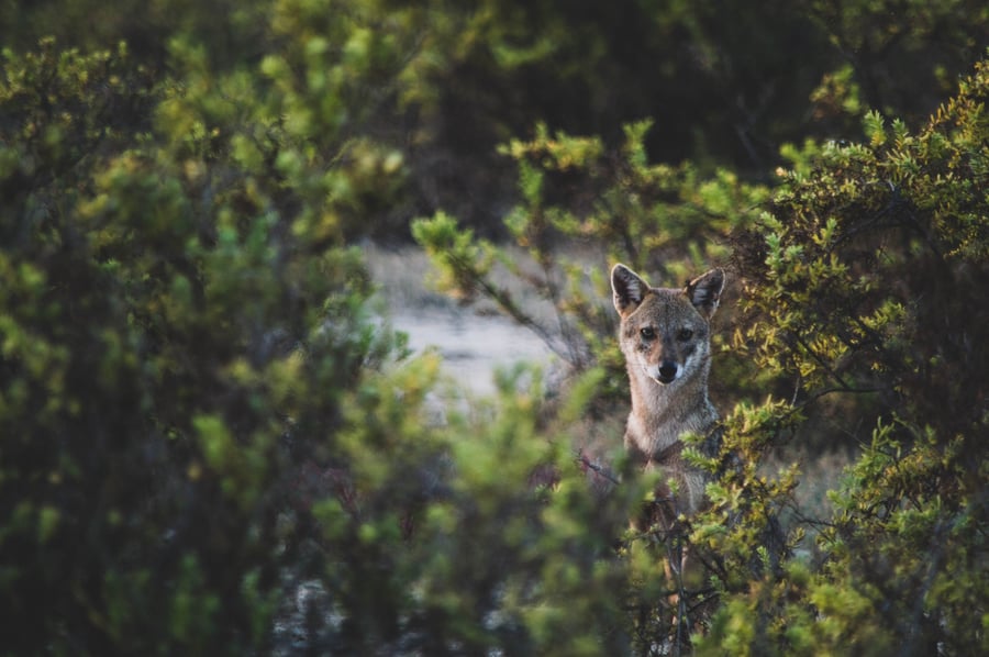 Coyote in brush