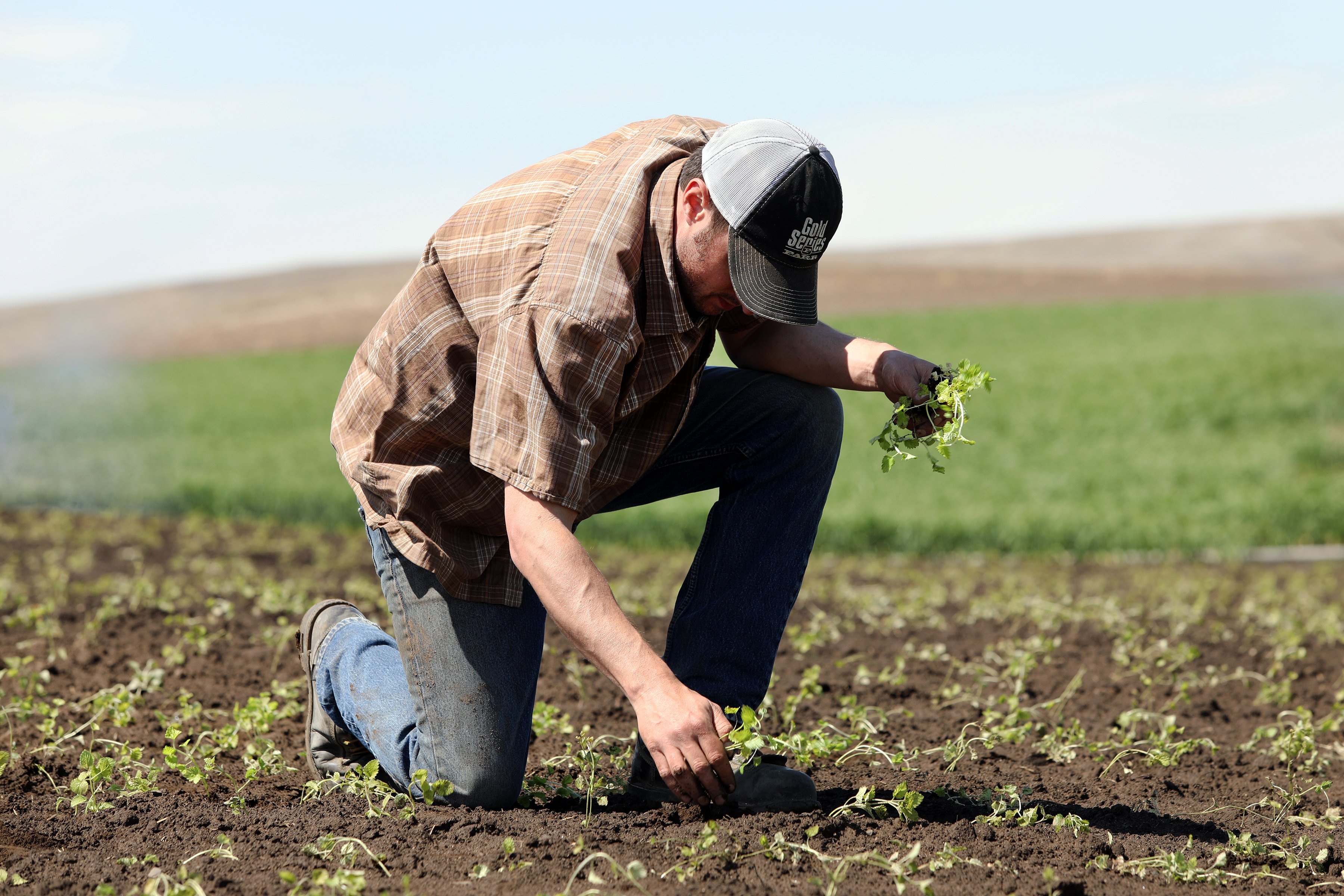 Man kneeling down in the field of a farm and harvesting the plants by hand. 