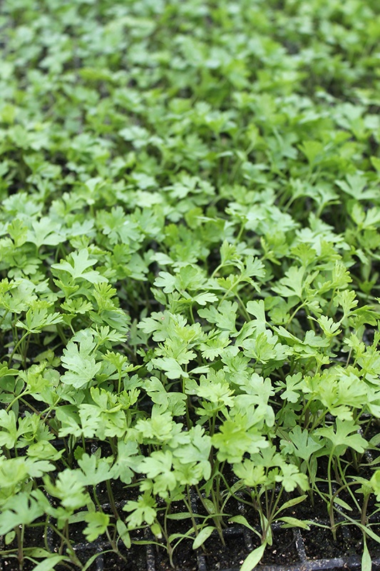 Green leaves of parsley being grown on the farm for the root