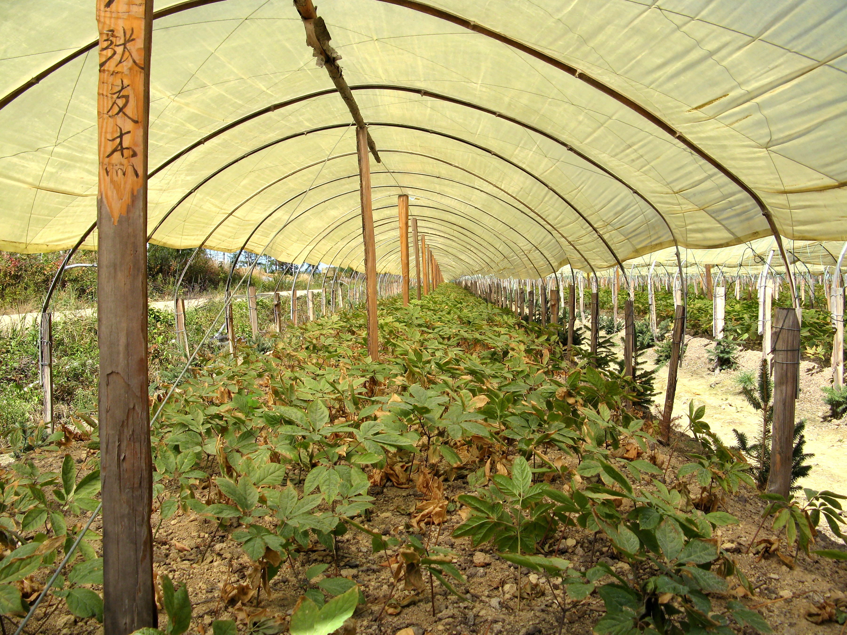 Panax ginseng plants in hoop house Jilin Provence China