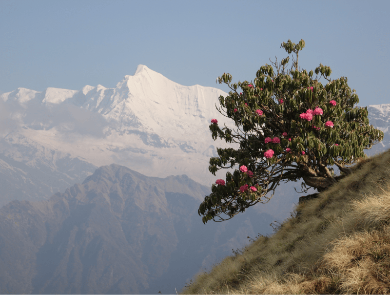 Landscape view of the panchachuli mountains in the himalayan foothills in from the Kumaon tea growing region