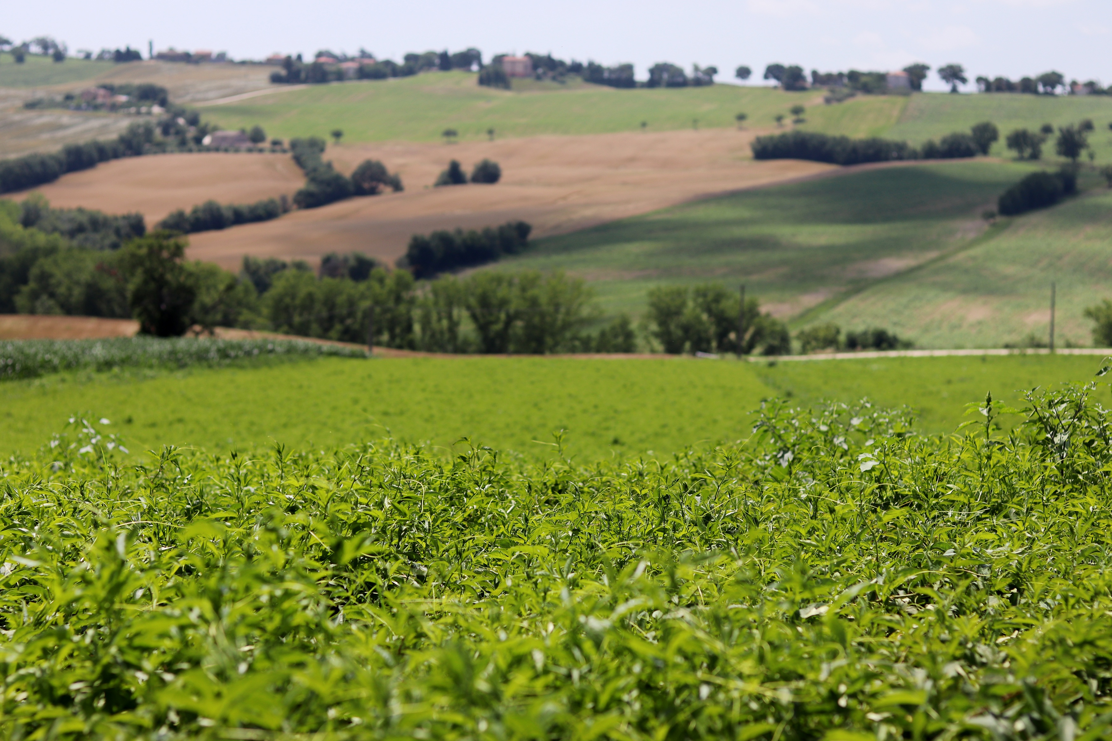 Rolling hills in Italy with fields full of fresh passionflower plants