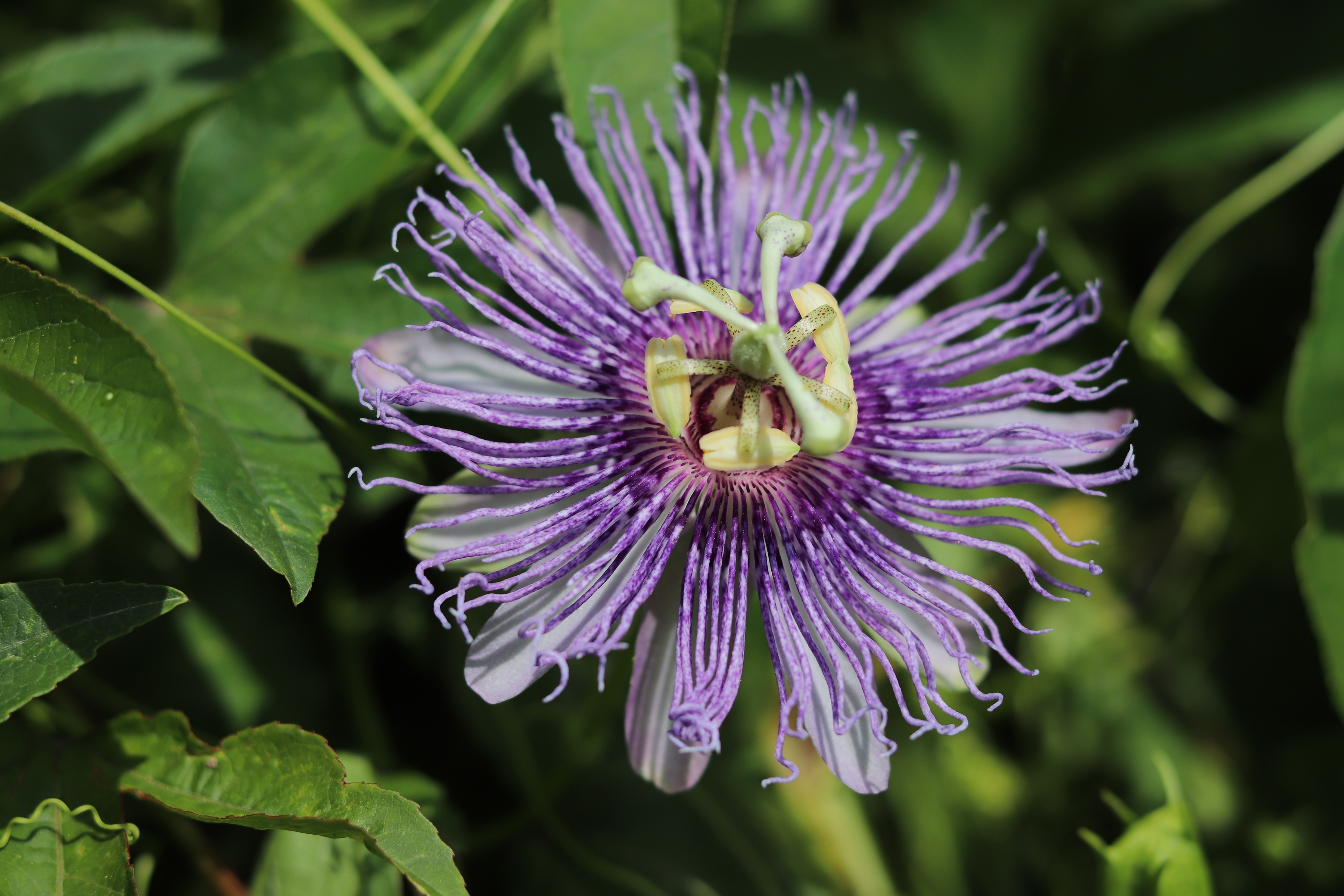 Close up of blooming passion flower with green leaves in backround