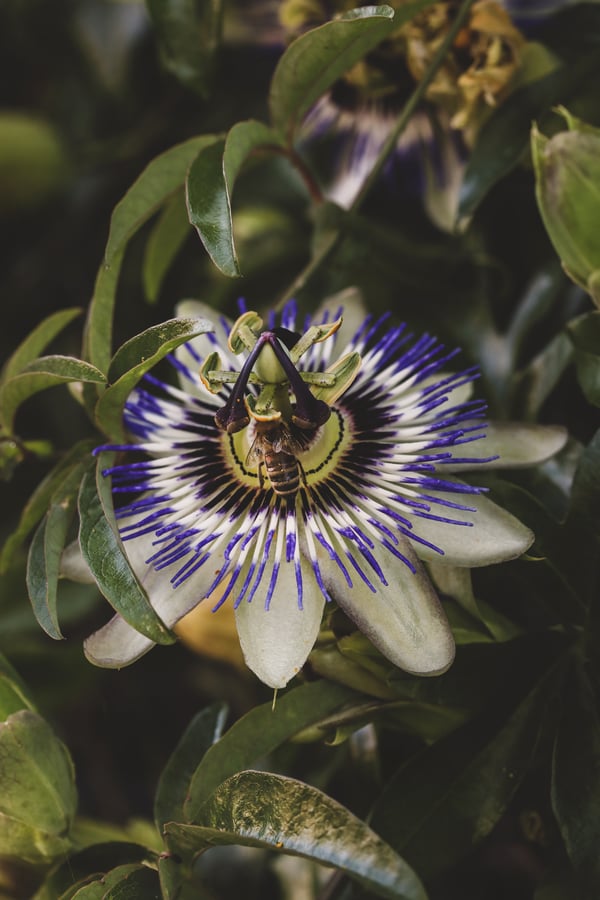 Beautiful passionflower blossom