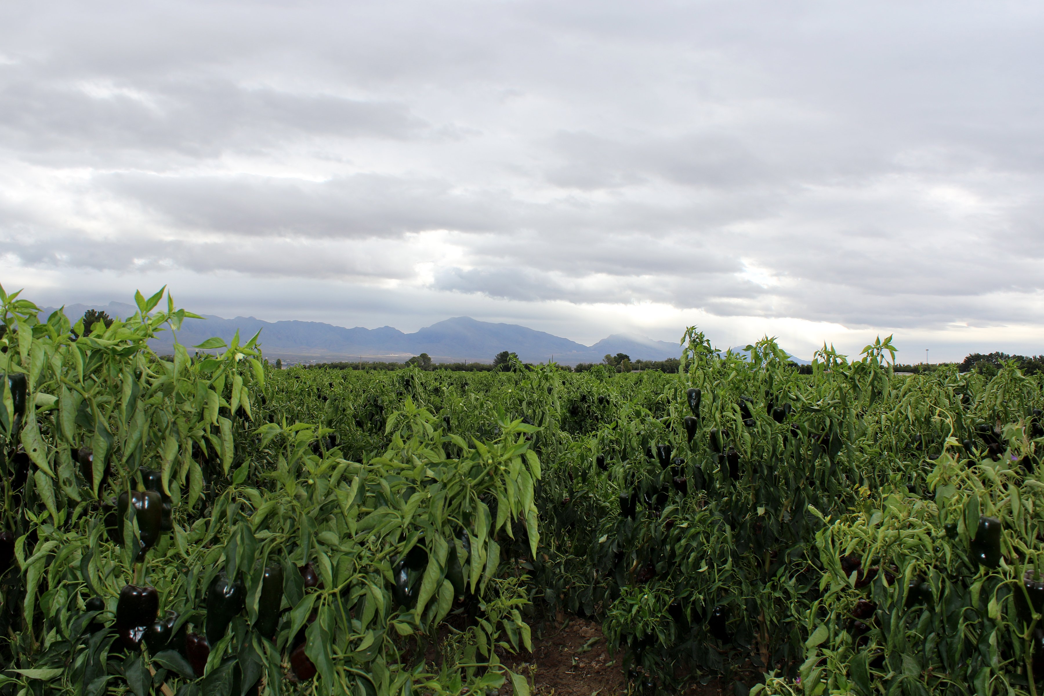 Lush field of pepper plants with overcast skies and mountains in the background. 