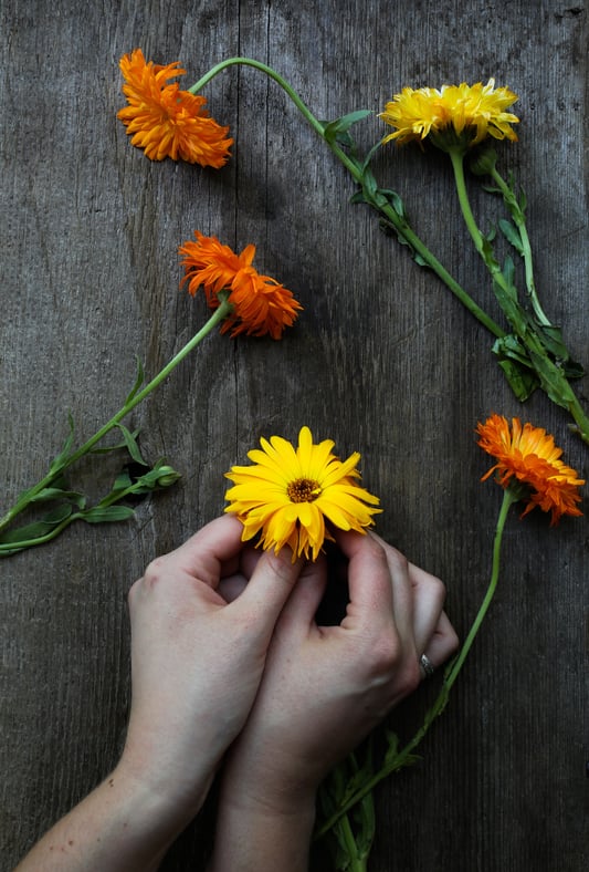 Hands holding a calendula flower on wooden table