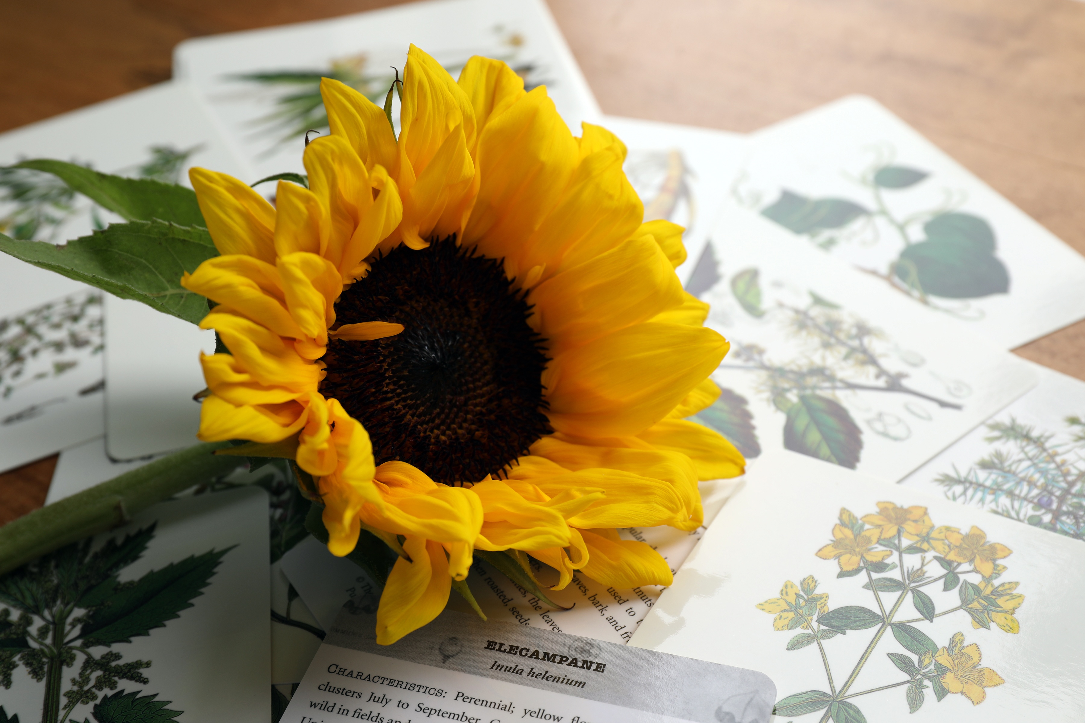 Sunflower laying on desk over lots of plant education cards