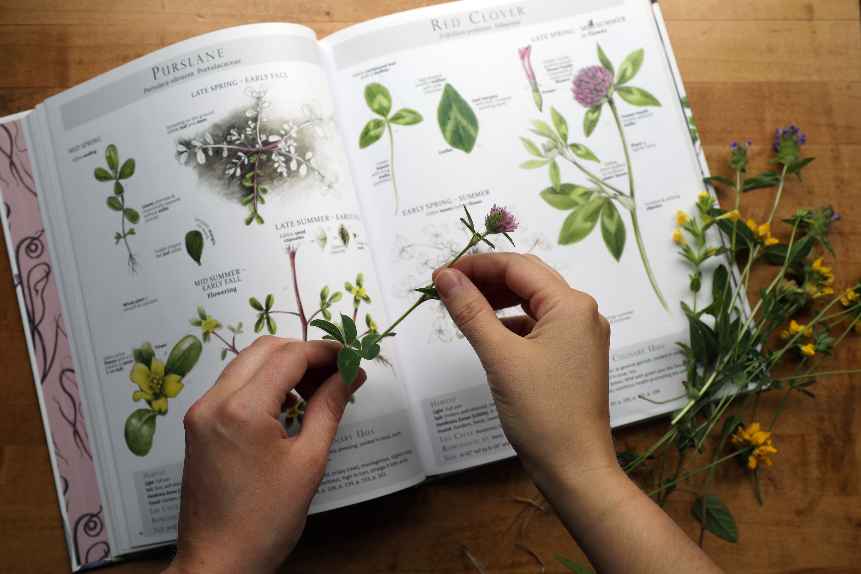 Hands holding plant trying to identify botanical near book