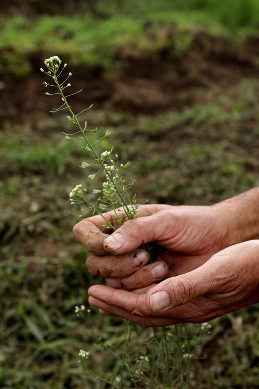 Harvesting wild shepherd's purse from a local farm in Oregon. Hard-worked hands covered in soil carefully pull blooming plants from the ground. 