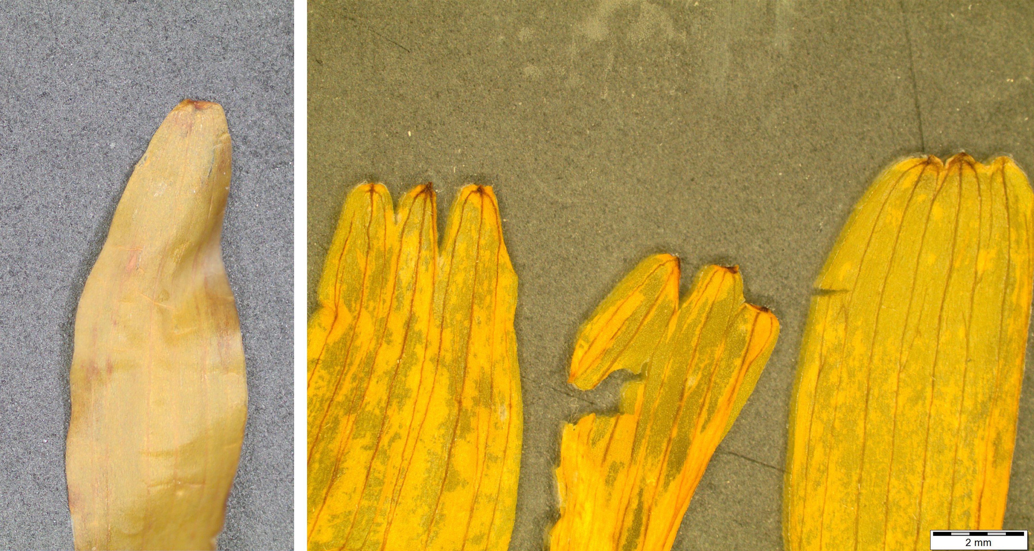 Macroscopic images of two botanicals help Mountain Rose Herbs' quality control team correctly identify plant species before making them available for purchase. Here are samples of Arnica montana and false Mexican arnica. 