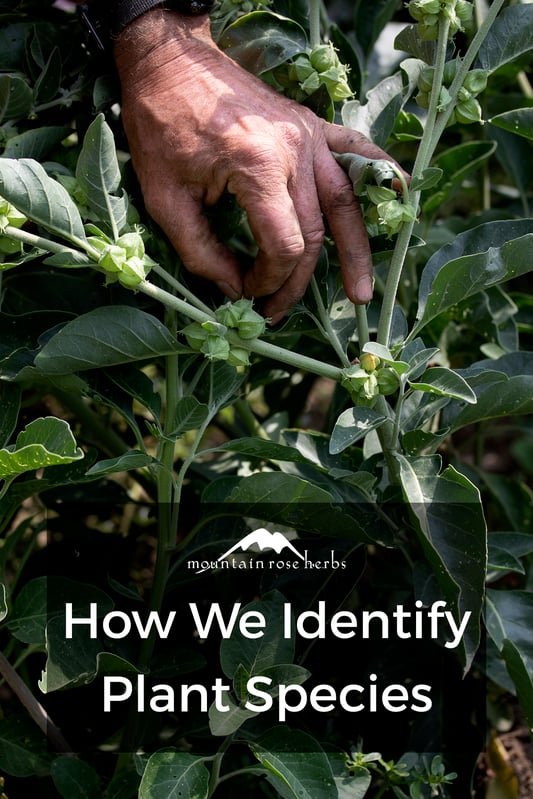 Identifying plant species is integral to the botanical industry, and the quality control team at Mountain Rose Herbs boasts a top-of-the-line identification program that is becoming an industry standard.
