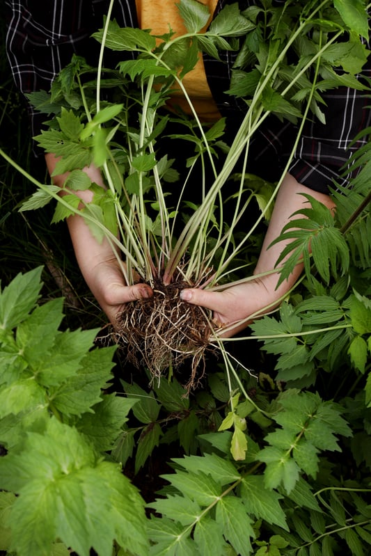 Botanists need to use the entire plant in order to properly identify  the species. Plants which are flowering are the best in order to accurately identify a plant. This plant is valerian, commonly harvested for its roots. 