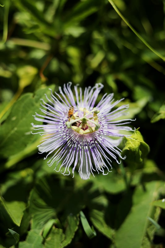 Close up of passionflower blossom with honey bee pollinating