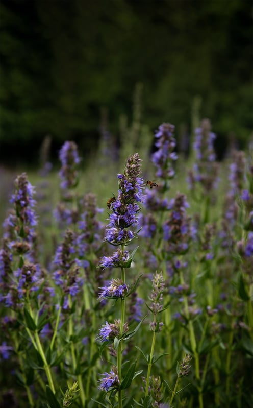 Purple flowering bee-friendly plants in a pollinator garden