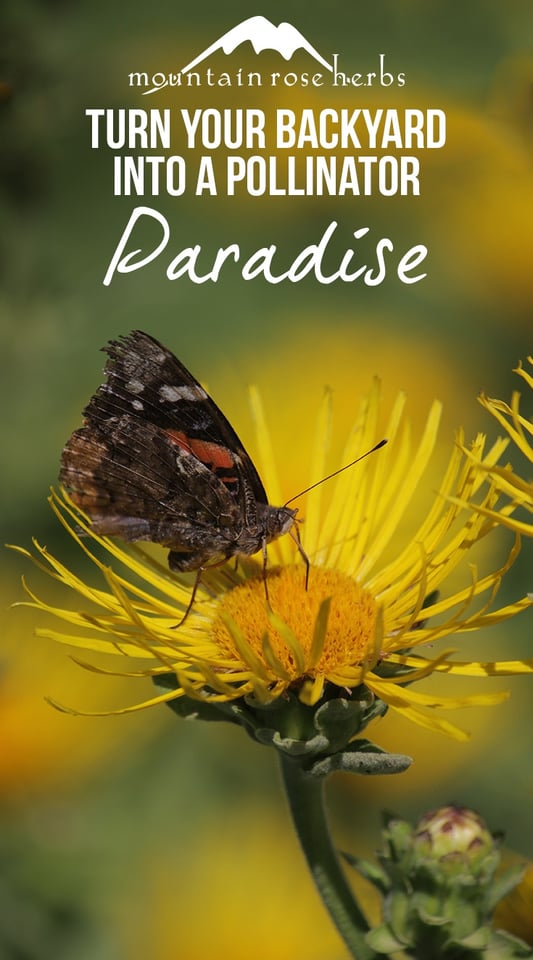 Turn Your Backyard Into A Pollinator Paradise Butterfly Pin