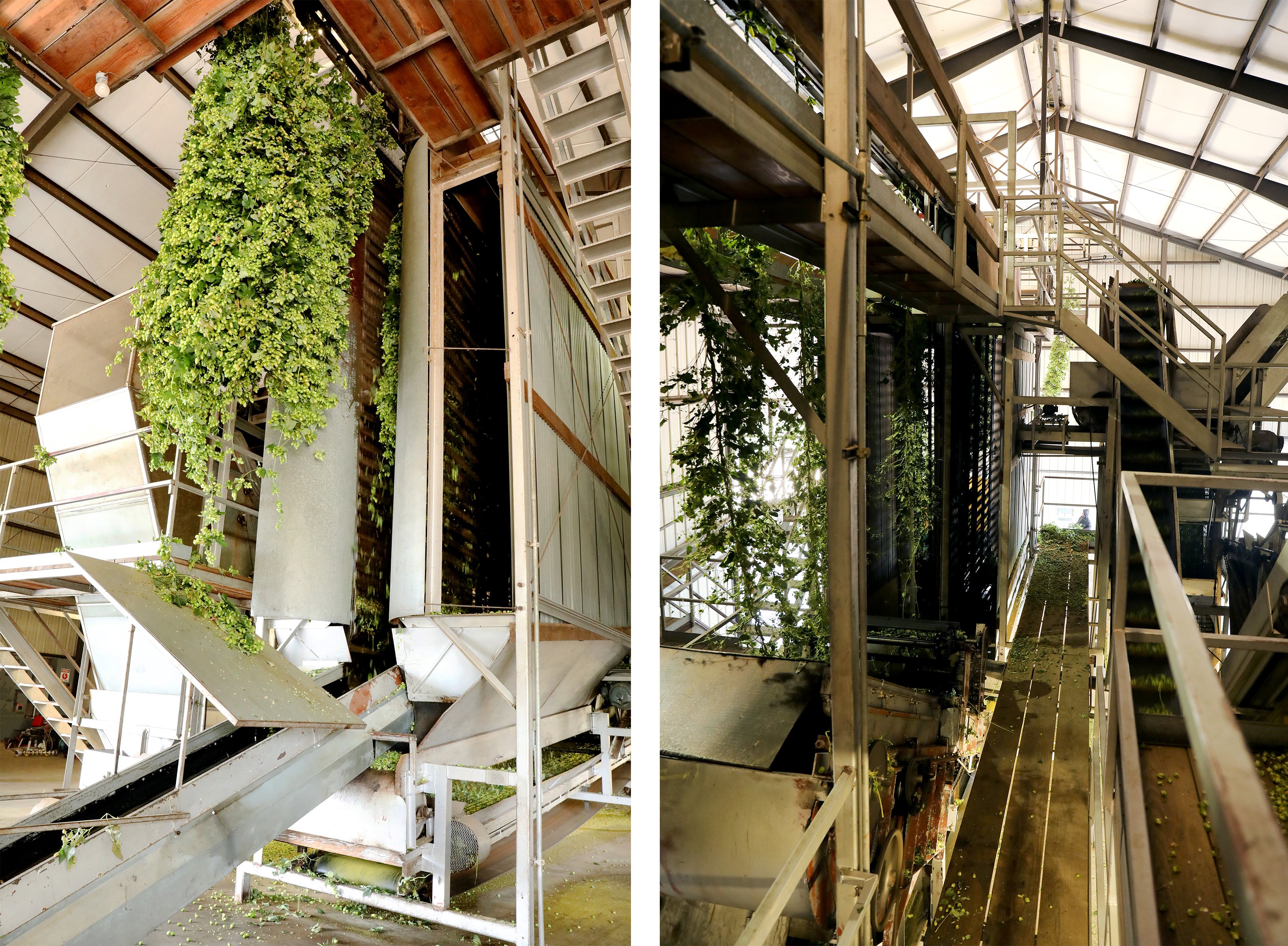 Hop vines travel through a mechanical sorting machine that separates hop flowers from vines and leaves.