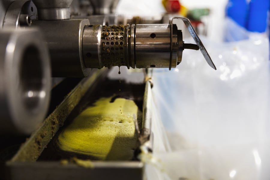 Pumpkin seed oil drips from the oil extruder into a trough of bright green seed oil.