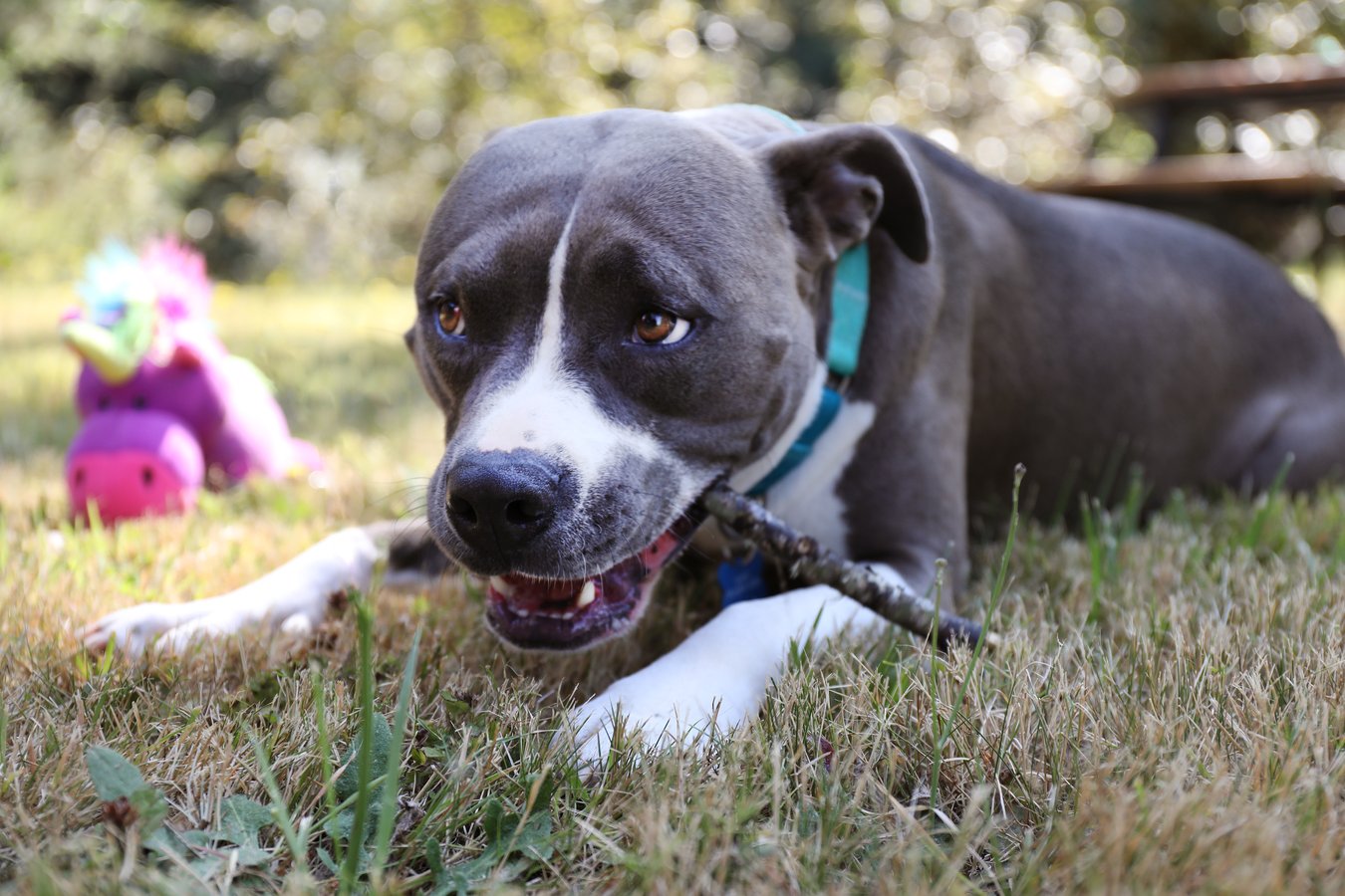 Cute, happy pitbull enjoying the last of a dog-friendly popsicle on a hot day