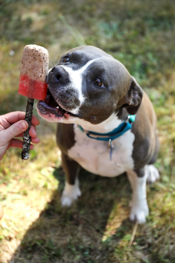 Cute pitbull dog working on an herbal dog Popsicle.