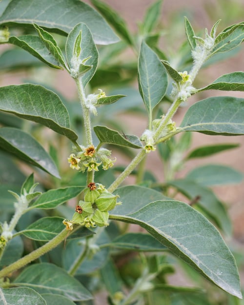 ROC Ashwagandha Social _AdobeStock_1945355382