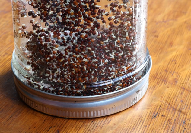 Baby sprouts as they start to germinate in a glass kitchen jar sitting upside down. 