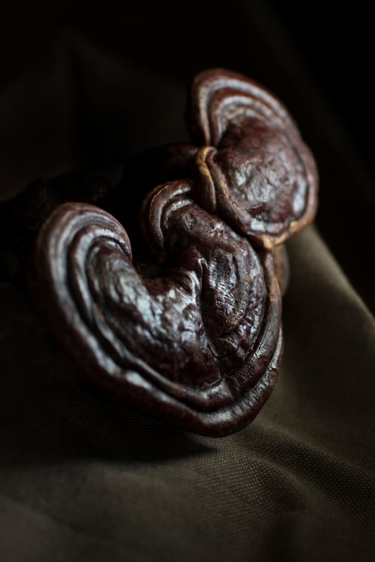 Two reishi mushrooms in a dark room on a burlap tablecloth 