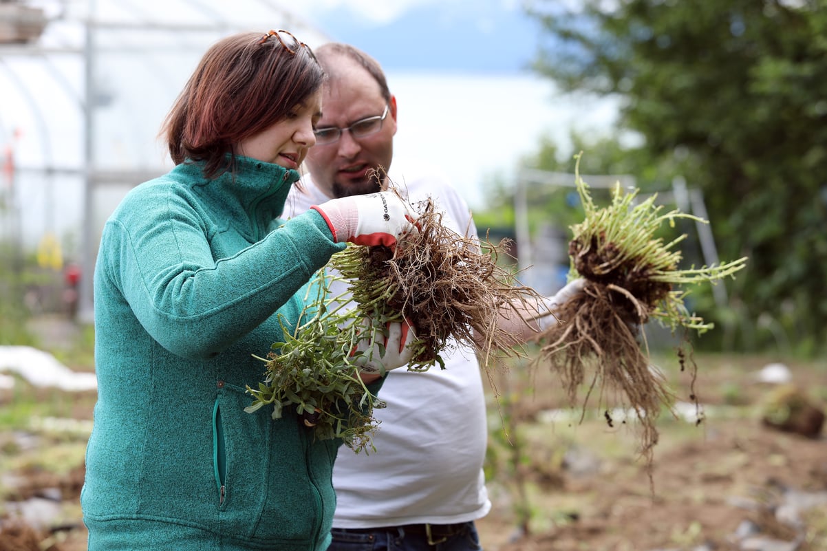Woman and man examining freshly harvested rhodiola in Alaskan backyard.