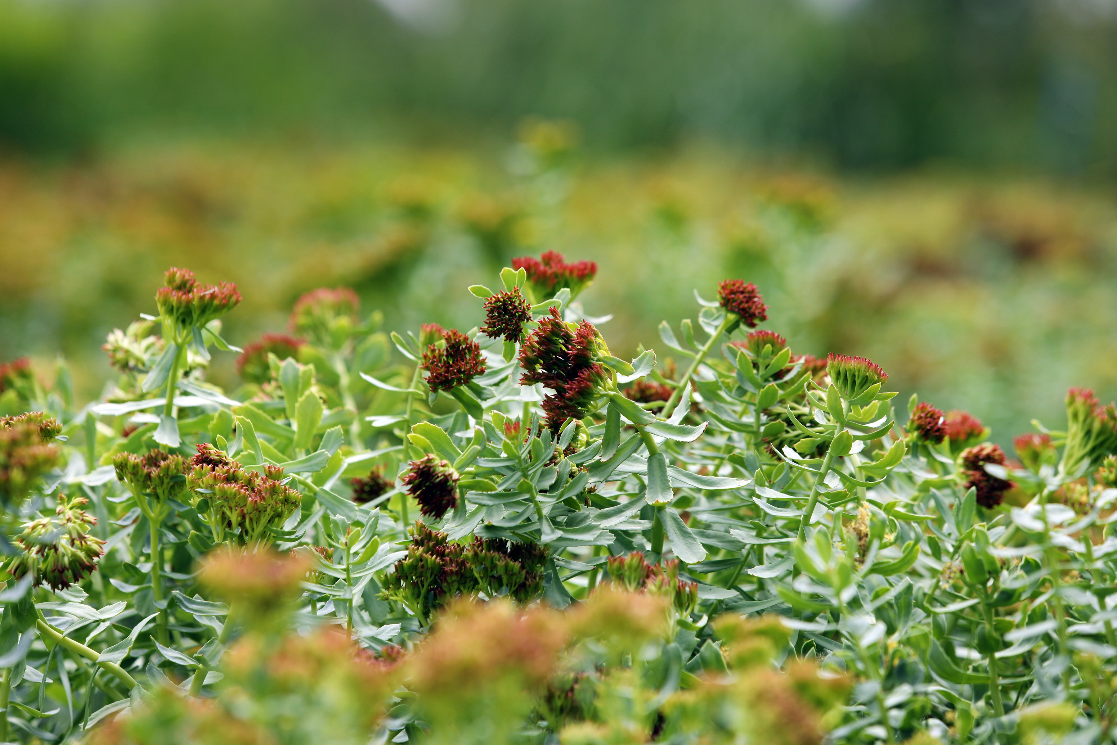 Colorful Rhodiola plant in flower with red blossoms. 