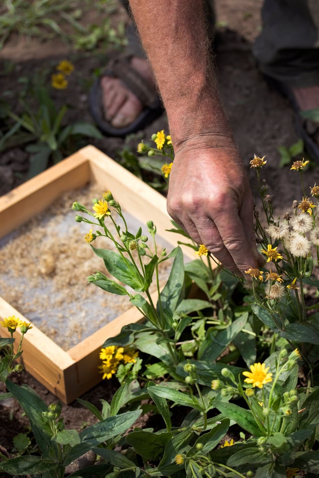 Richo Cech handling Arnica Seeds and Arnica plants and flowers