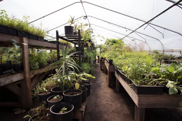 Inside Richo's Greenhouse with Garden Beds and Pots