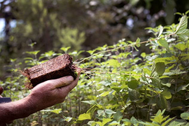 Hand holding seedling to be planted in bigger garden