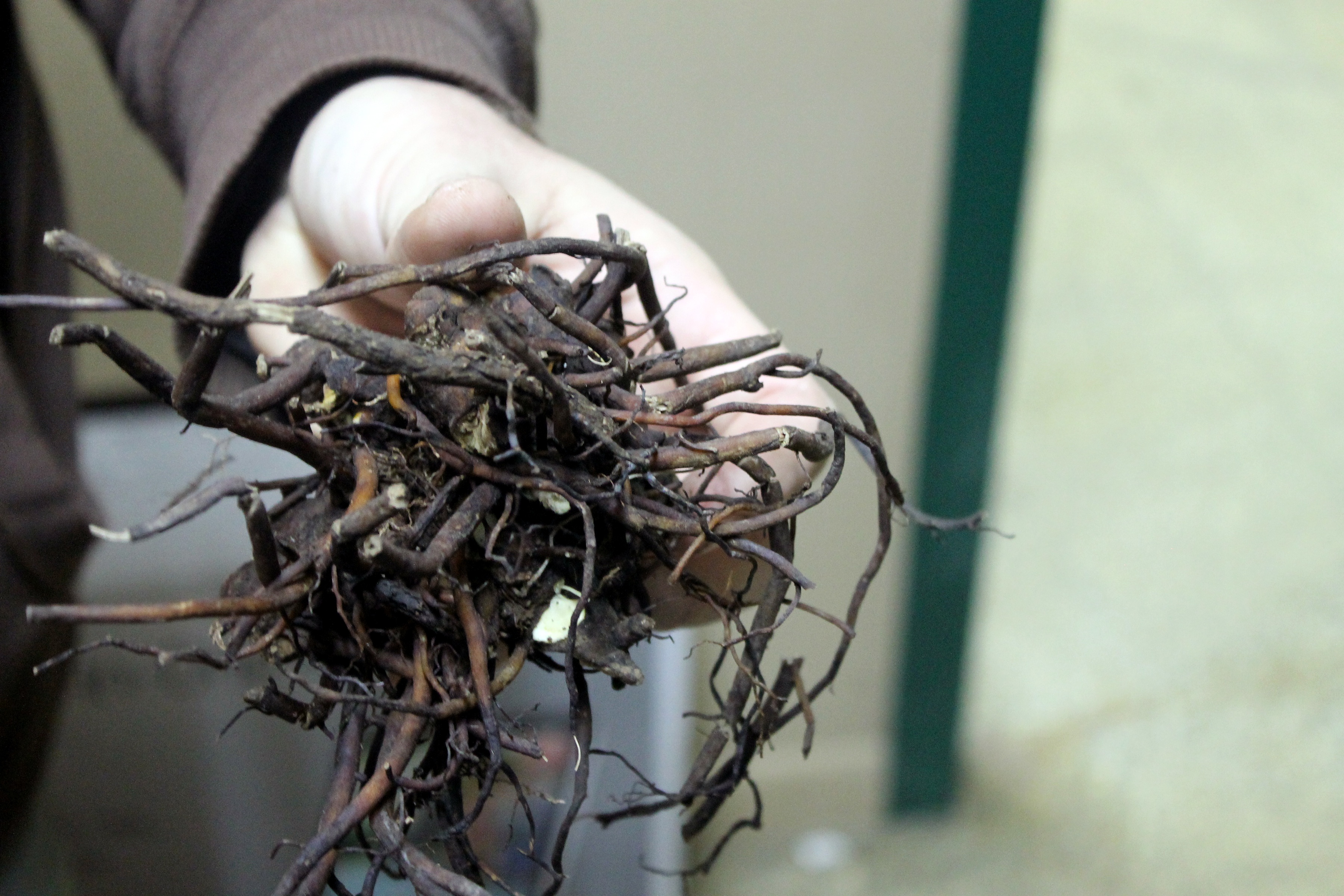 Hand holding a bunch of black cohosh root